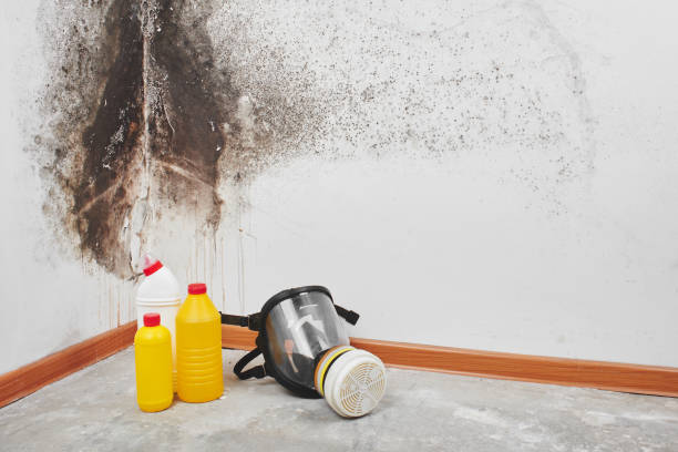 Best Health and Safety Mold Remediation in Bucyrus, OH