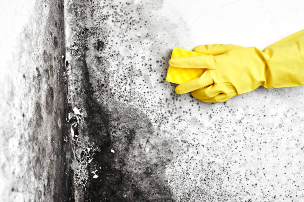 Best Residential Mold Remediation in Bucyrus, OH