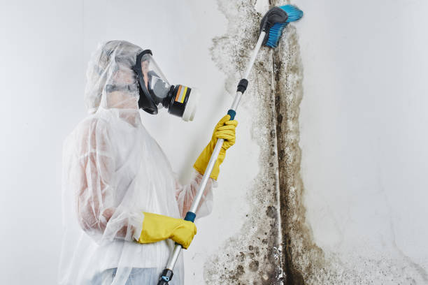 Best DIY Mold Remediation Support Services in Bucyrus, OH