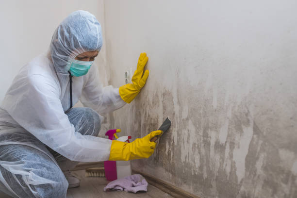 Best Mold Testing and Inspection Services in Bucyrus, OH