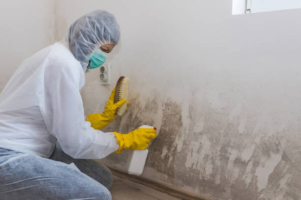 Professional Mold Remediation in Bucyrus, OH