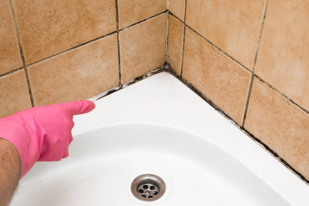 Best Localized Mold Remediation (e.g., coastal areas, humid climates) in Bucyrus, OH